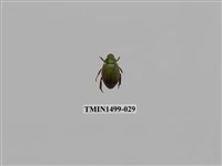 藏品(藍帶條金龜)的圖片